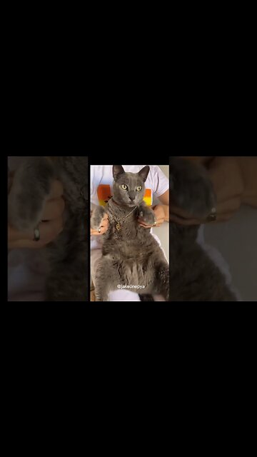 Cat dances yes yes yes 😂#cat