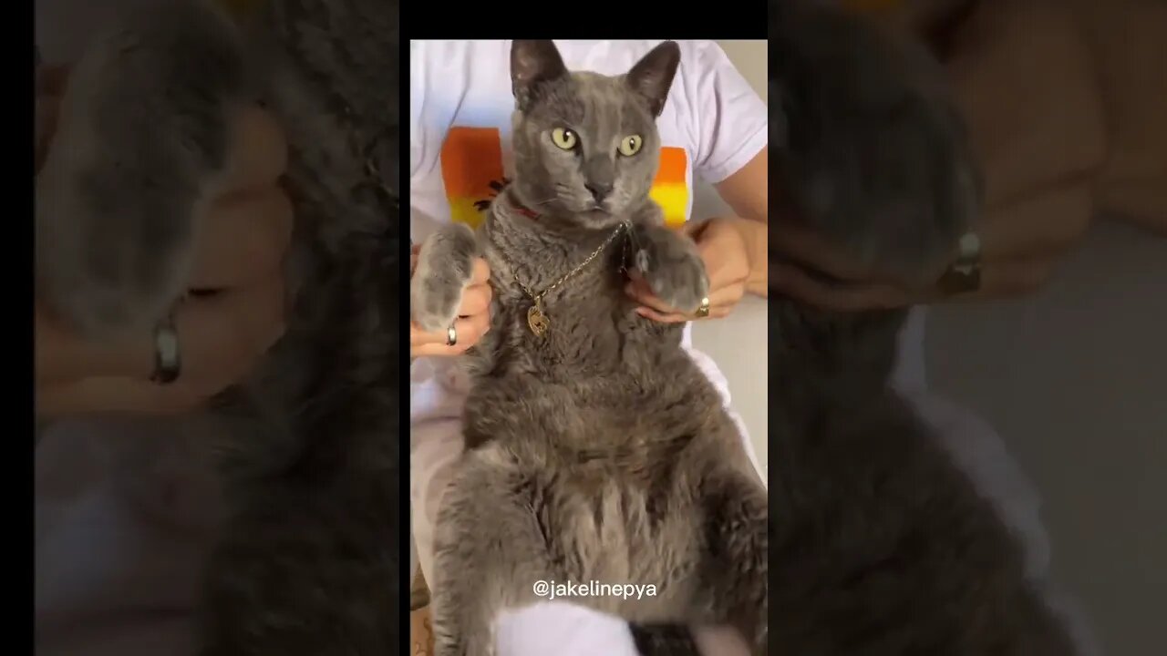 Cat dances yes yes yes 😂#cat