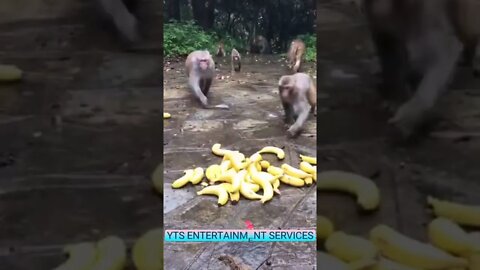 Monkey loves Banana