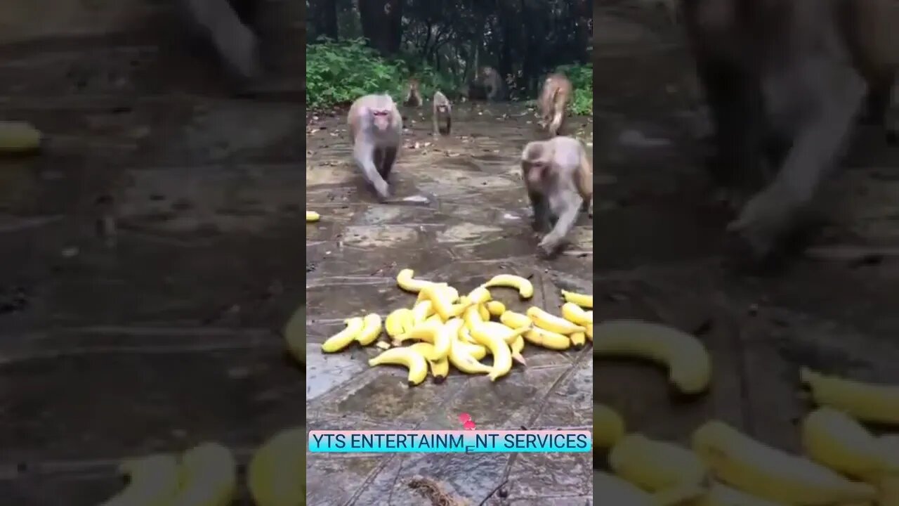 Monkey loves Banana