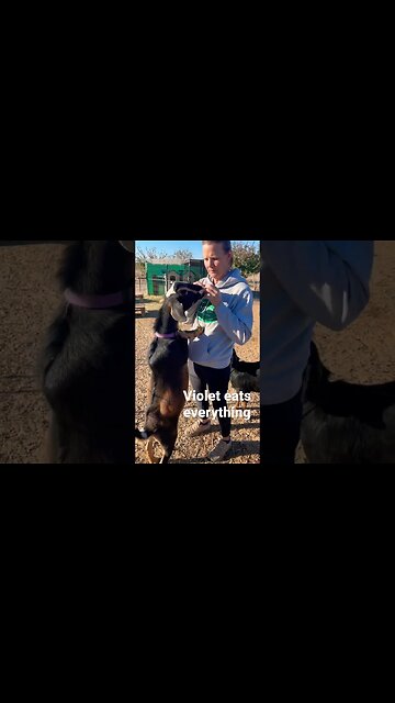 Snack Time for Violet! #shorts #goats #farmlife