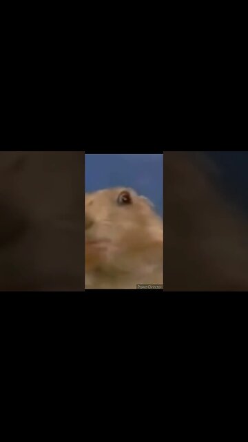 DRAMATIC HAMSTER IN REVERSE JUST AS FUNNY