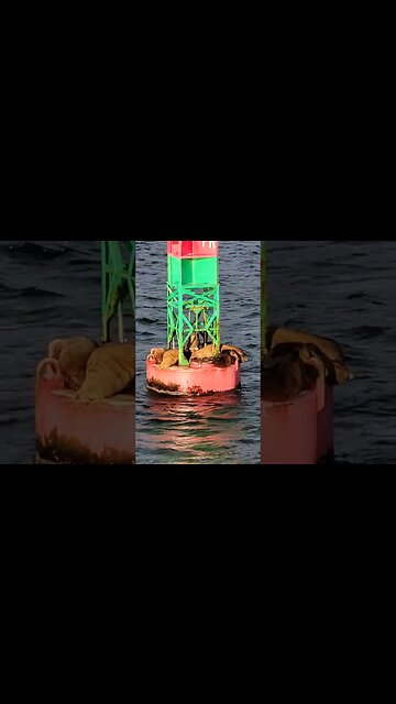 Whale watching in Juneau Alaska