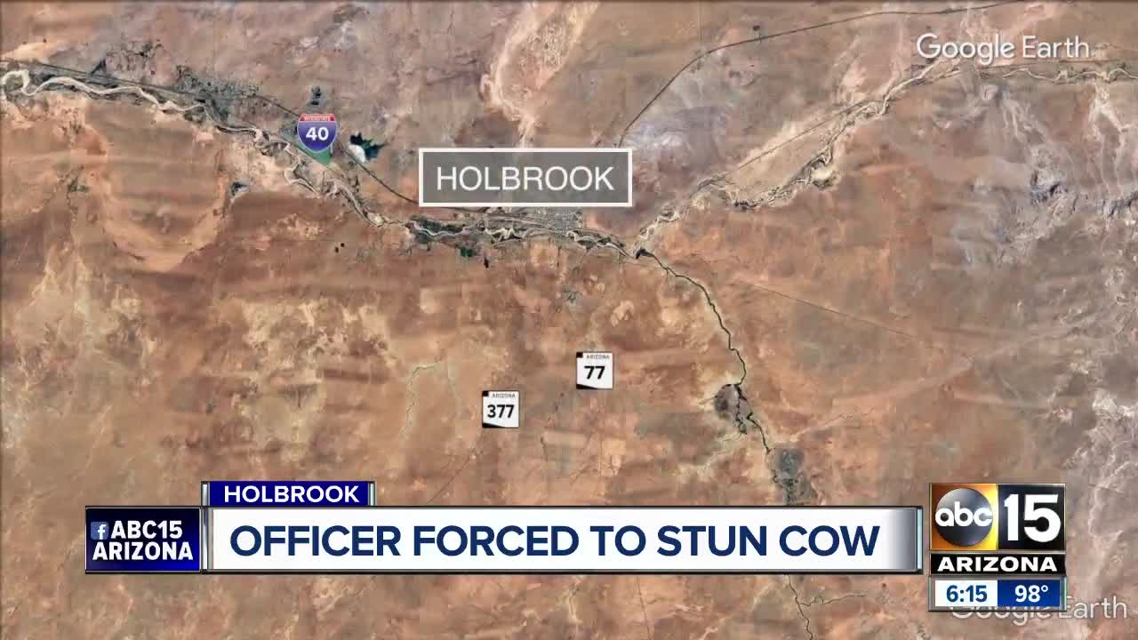 Officer forced to use stun gun on cow in Holbrook