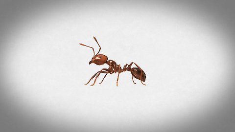 Inside the World of Fire Ants!