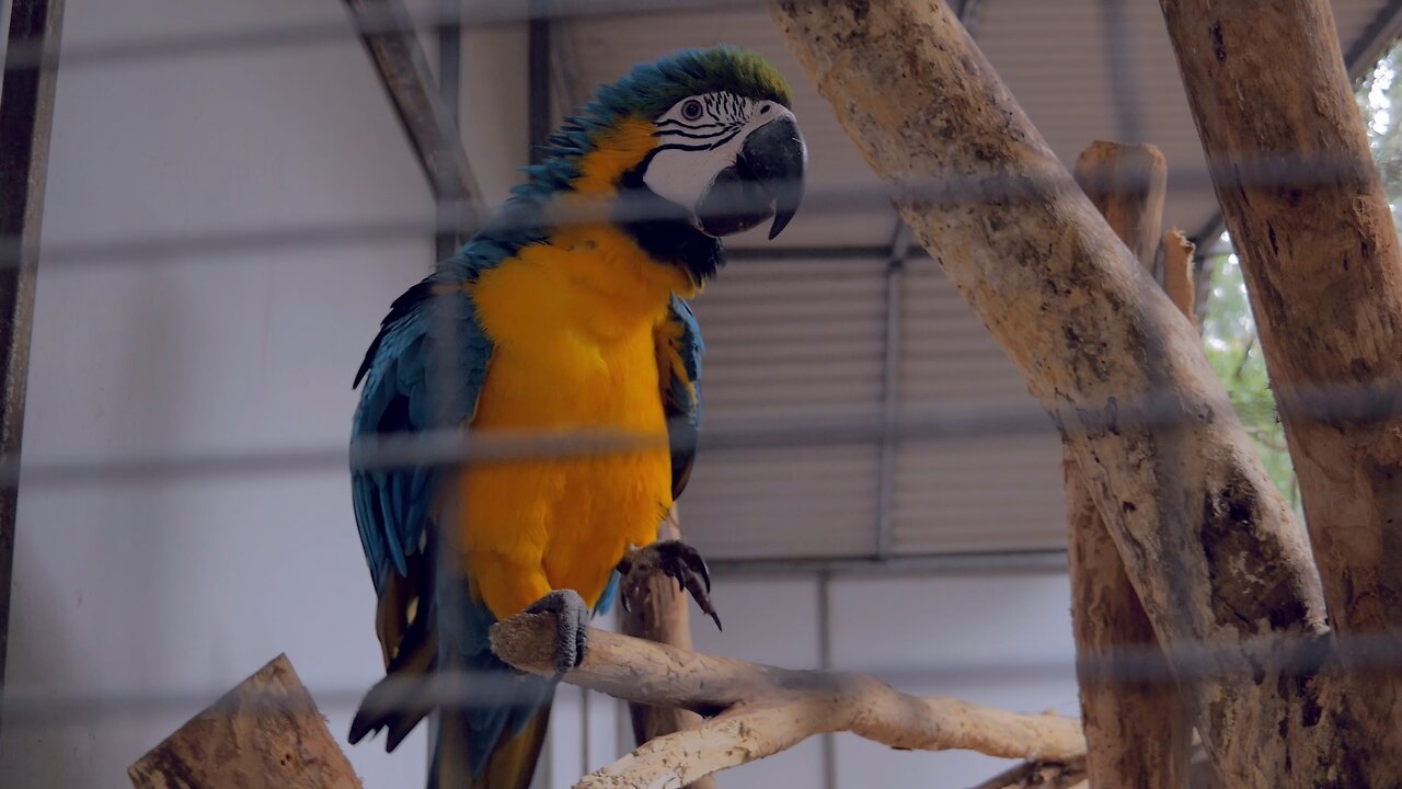 Cheeky Blue and Gold Macaw Steals the Show at Peel Zoo WA