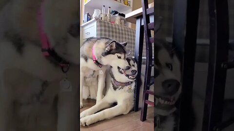 Dog love story