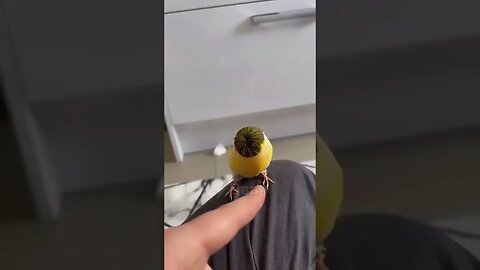 Модная прича