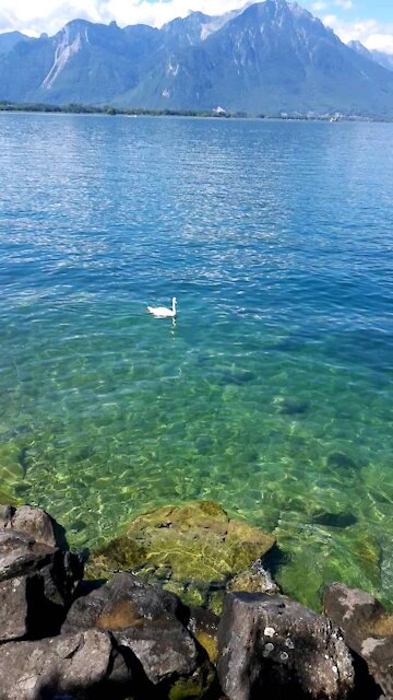 Green lake in Switzerland with white bird