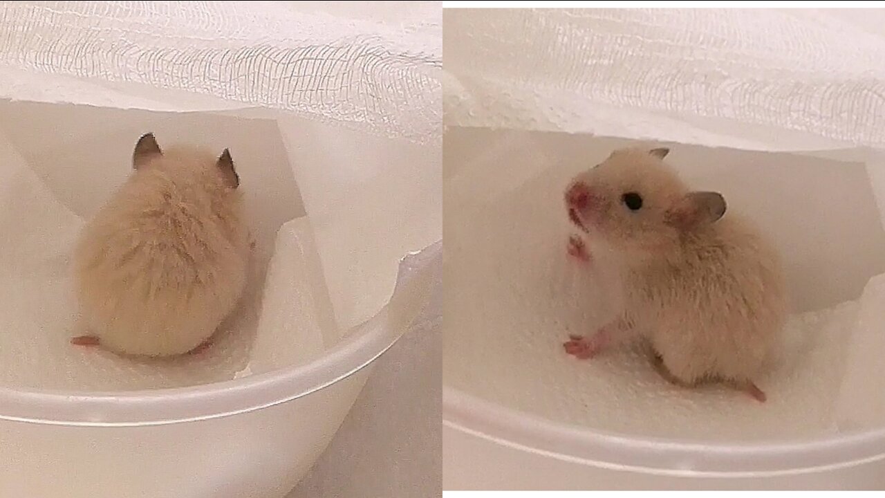 Tiny baby hamster, it's sooo cute