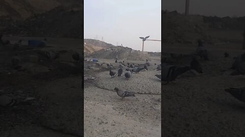 Makkah: Pigeons are enjoying the evening meal, MashAllah