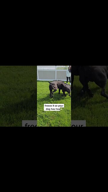 World's STRONGEST Dog Chew Toy 50% OFF! FENRIR HAMMER #shorts #dog