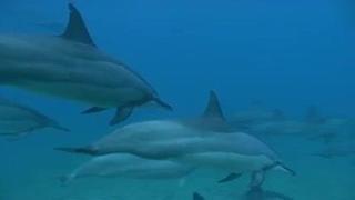 Dolphins - Test