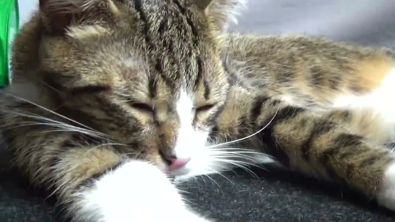 Kitten Grooms Himself on the Carpet