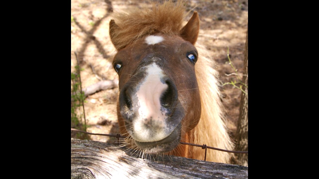 Adorable Shetland ponies come running to get attention