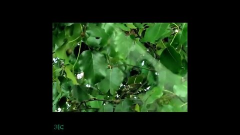 The Trees Are Dancing.......20220715 🌳🌲🌴🕺💃