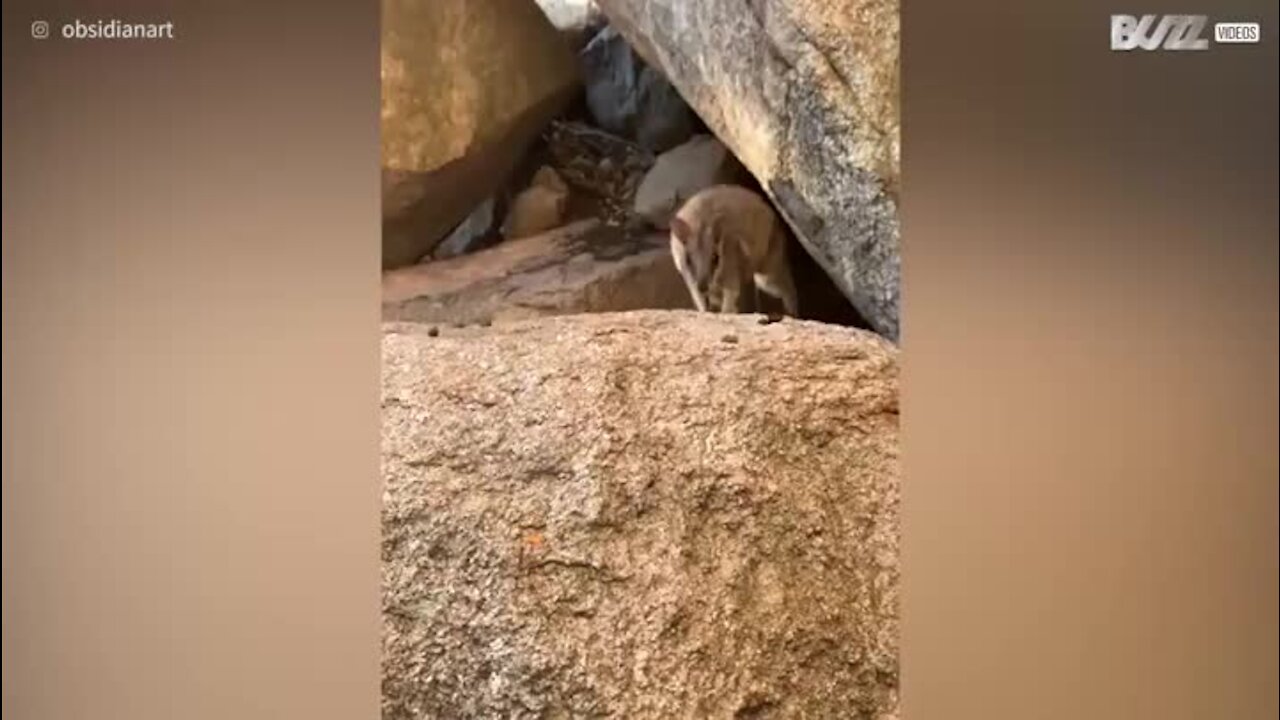 Wallaby bebé interage com visitantes numa ilha