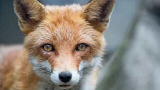 Crafty fox steals phone