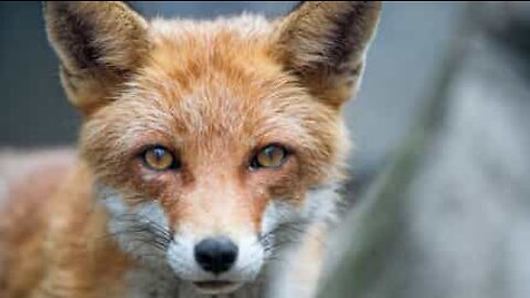 Crafty fox steals phone