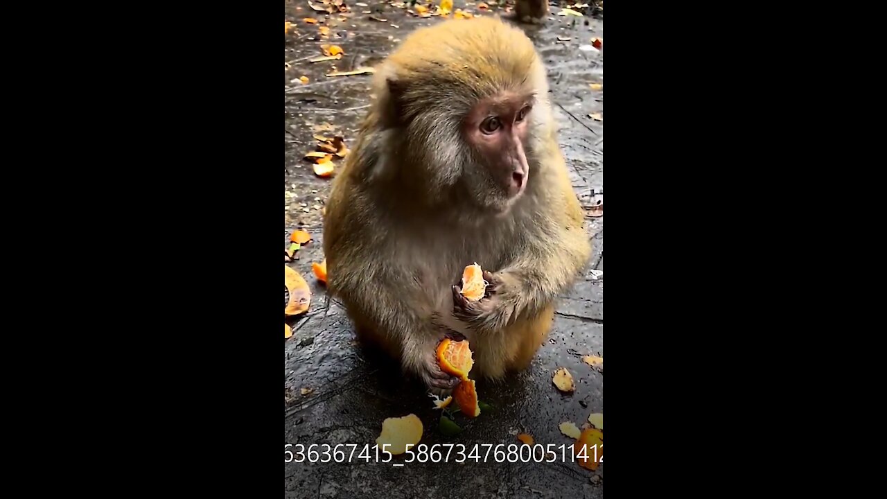 Monkey and oranges