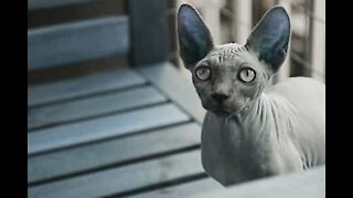 Un chat Sphynx se bat pour de la nourriture