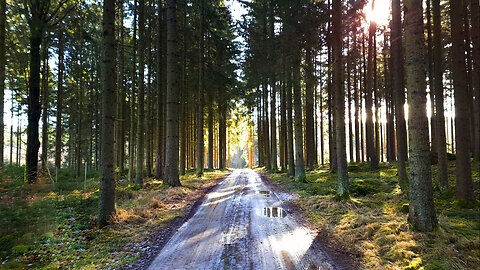 Morning Walk In The Forest - Relaxing Forest Stress Relief ASMR Without Music