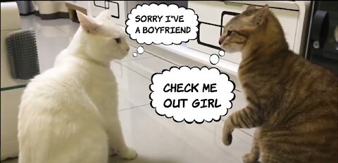 OMG!!!!!!!!!!!!!! Funny cats got funnier