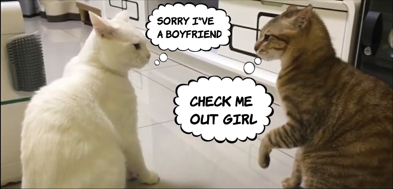 OMG!!!!!!!!!!!!!! Funny cats got funnier