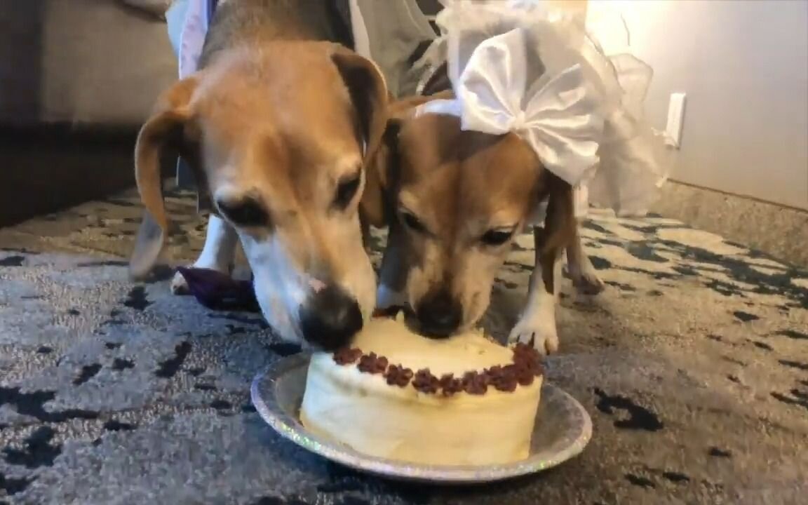 Pet | beagle wedding