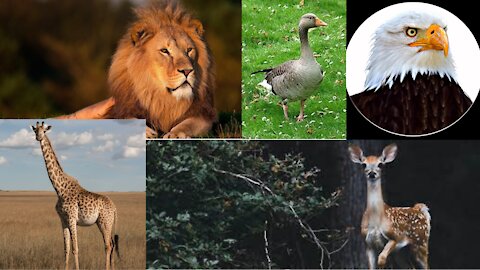best animals '''''''