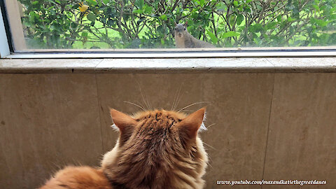 Brave Squirrel Teases Mesmerized Cat