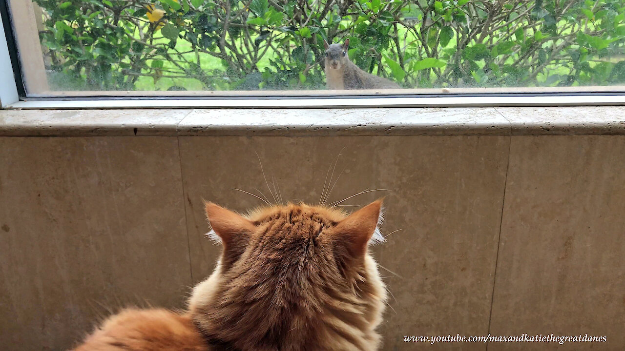 Brave Squirrel Teases Mesmerized Cat