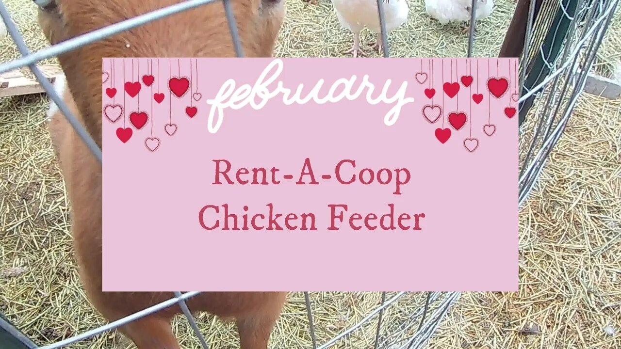 Rent A Coop Chicken Feeder