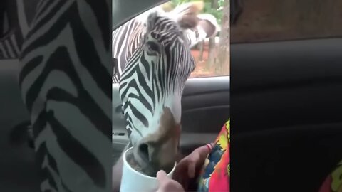OG Zebra getting reckless!