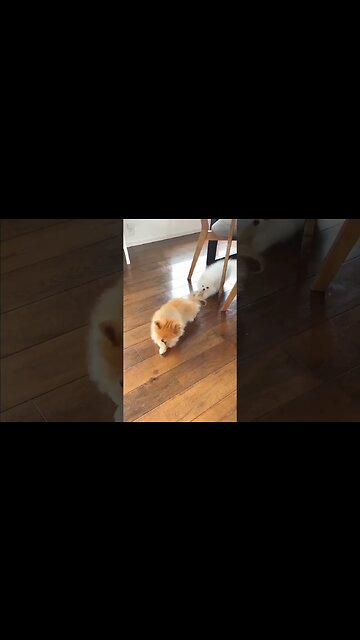 This Chihuahua is HILARIOUS - You Won't Believe What Happens Next!