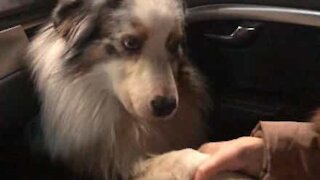 Cadela só quer estar de "mãos dadas"!