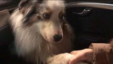 Cadela só quer estar de "mãos dadas"!