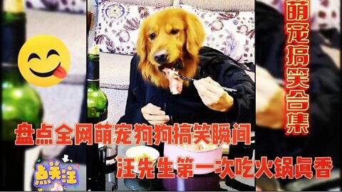 Inventory the funny moments of cute pet dogs on the whole network, and finally cure your unhappiness