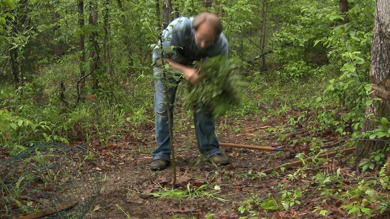 Apple Tree Mulching - Farm Hand's Companion