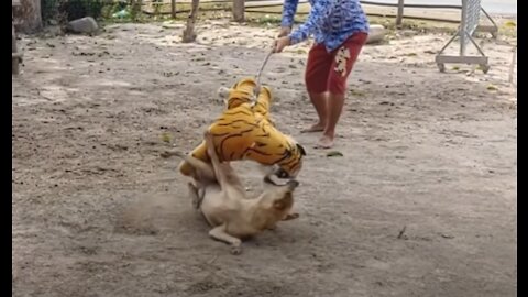 the Tiger Prank to Dog So Funny Comedy Videos 2021 hahah