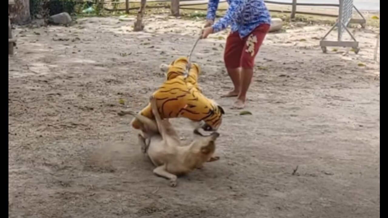 the Tiger Prank to Dog So Funny Comedy Videos 2021 hahah