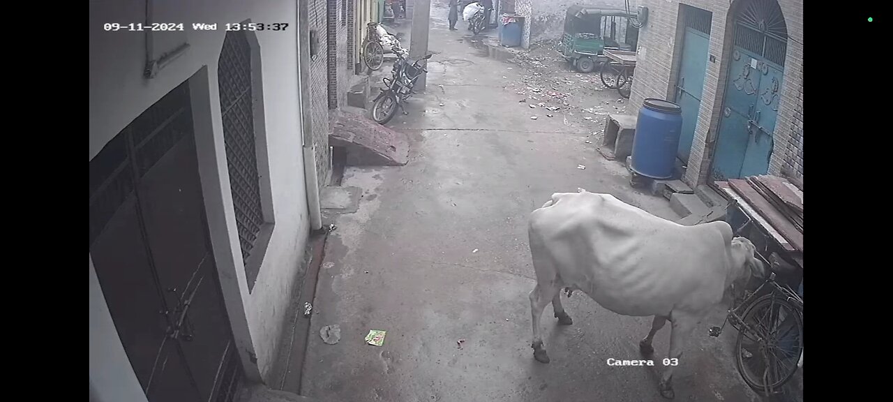 #Funny #Hilarious Moment: Ox Gets Stuck in Bicycle and Runs Wild on CCTV!