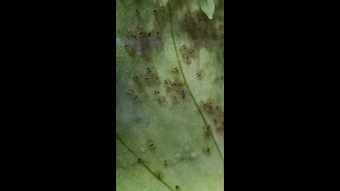 Rosey Red Minnows Hatching