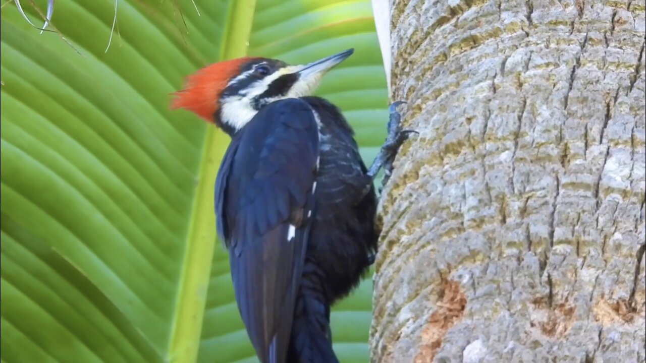 Where to Peck Tree is a Tough Decision for this Woodpecker