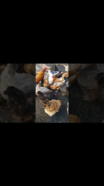 Fresh Dirt #homesteading #chickens
