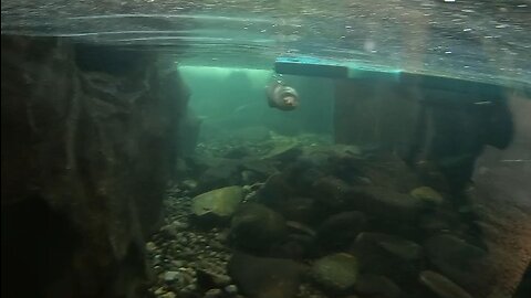 River otter in Seattle aquarium