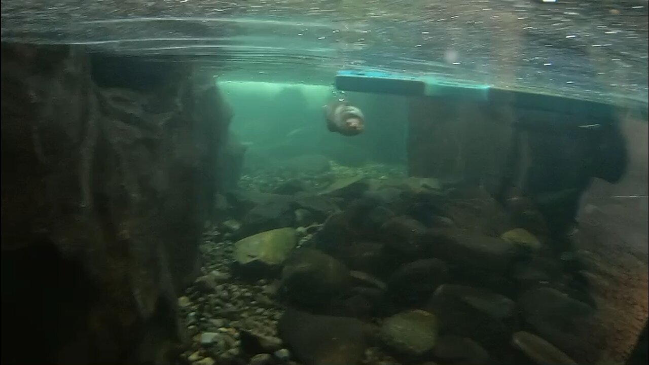 River otter in Seattle aquarium