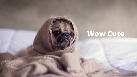 A dog having the best time with her owner [Wow Cute Baby Dog]