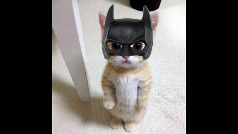 cute little cat 😍
