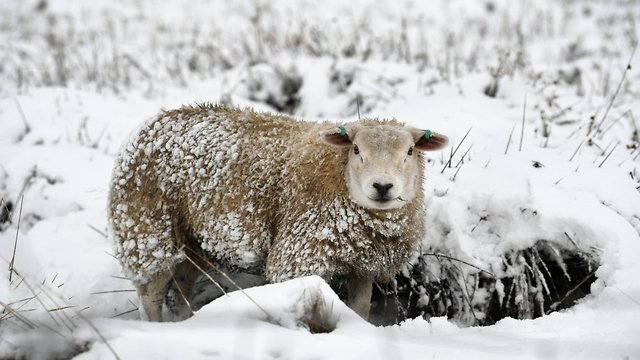 A New Sheep-Human Hybrid Embryo Could Help Boost Organ Supplies